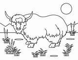 Yak Coloring Sheet sketch template