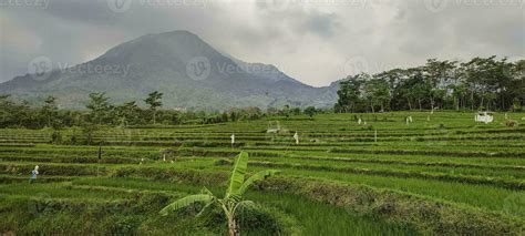 Green landscape terraces of rice fields in Indonesia 26714135 Stock ...