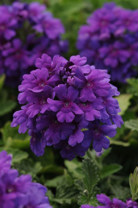 Endurascape™ Purple Verbena beats all verbenas for summer performance ...