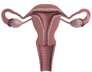 Endometrial stripe normal size, thickness 5mm, 9mm, 4mm - Health Care Tips and Natural Remedies