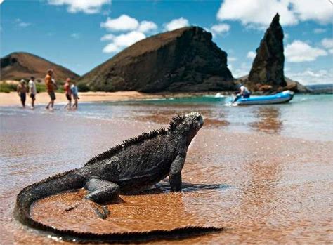 Galapagos Islands Tours, Cruises, Land tours - Galapagos Live