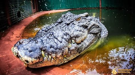 Cassius, the world's largest captive crocodile, could be even bigger ...