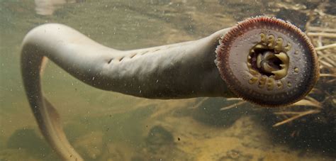 What Exactly Is A Sea Lamprey? - Hasan Jasim