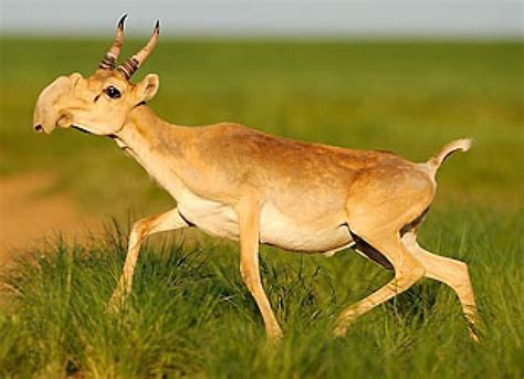 Chinese ‘Cooling Drinks’ May Contain Endangered Saiga Antelope Horns ...