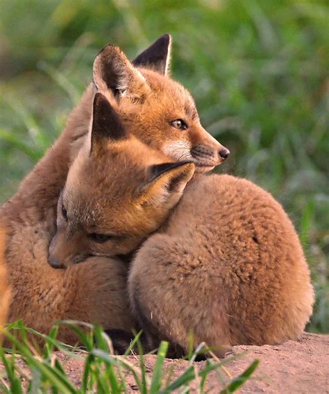 Fox Cubs Cuddle Photograph by William Jobes - Fine Art America