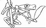 Coloring Book Red Eyed Tree Frog sketch template