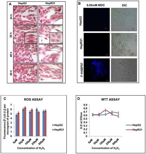 Morphology of HepG2 and HepR21 remains unaffected on progression of... | Download Scientific Diagram