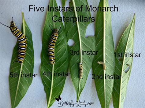 Monarch Caterpillar Stages Chart