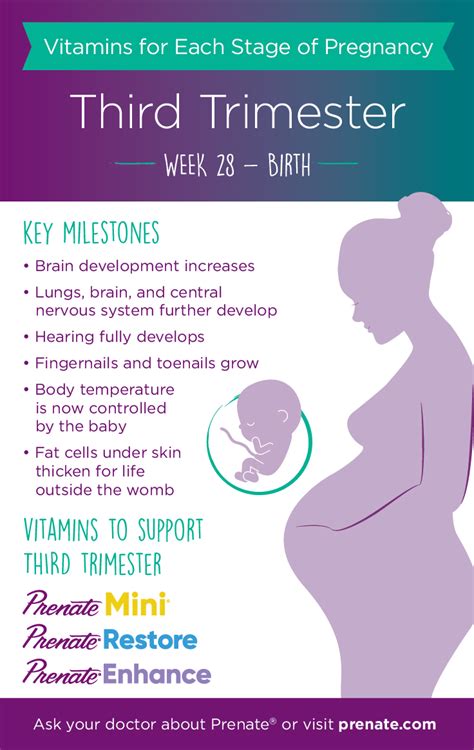 Prenatal Vitamins for Each Stage of Pregnancy: Third Trimester - Months ...