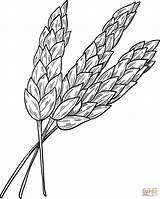 Wheat coloring Page  Free Printable Coloring Pages sketch template