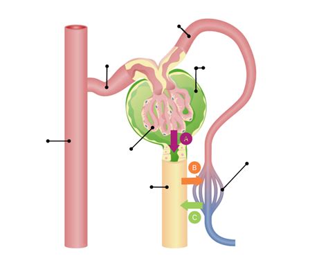 Diagram: Functioning of the Kidney Diagram | Quizlet