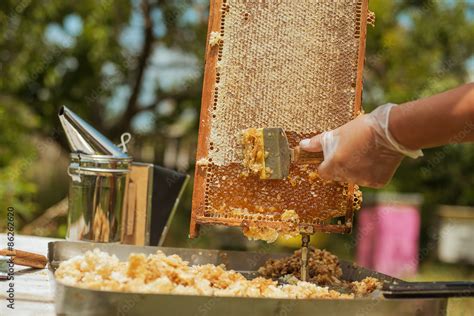 beekeeper collects the honey Stock Photo | Adobe Stock