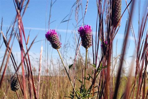 Chief Peguis Trail - Native Plant Solutions