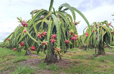 Dragon Fruit Plant - Gardenerdy