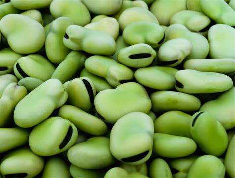 Freshly prepared podded broad beans | Agrocorp Processing Australia | Grain Traders | Grain ...