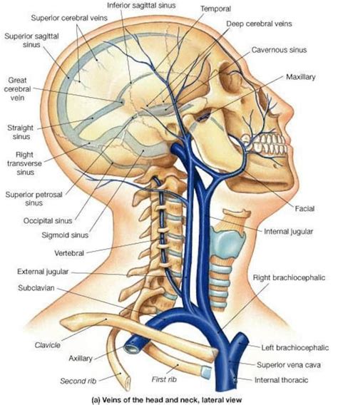 Veins of the Head and Neck Lateral View Poster - Etsy