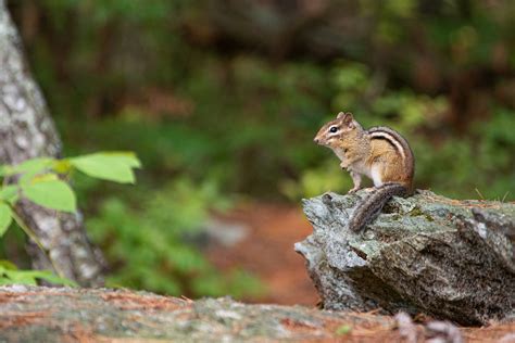 Chipmunks