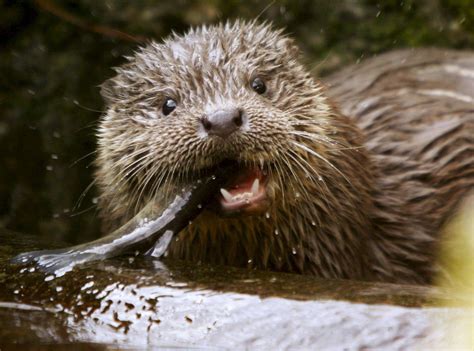 La nutria vuelve a poblar la Comunidad de Madrid