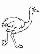 Free Printable Ostrich Coloring Pages For Kids sketch template