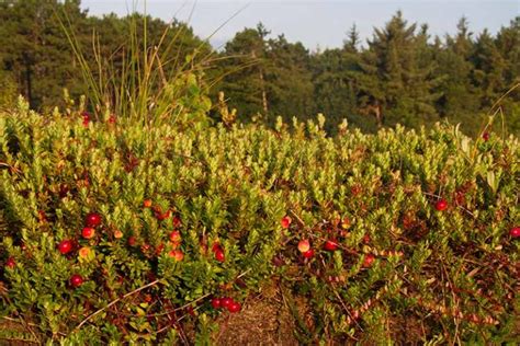 How to Grow Cranberries | Gardener’s Path