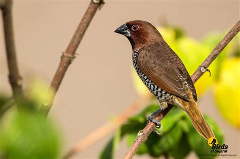 Scaly-breasted Munia (Lonchura punctulata) | Birds of Gujarat