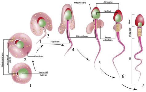 Sperm morphology and its disorders in the context of infertility - F&S ...