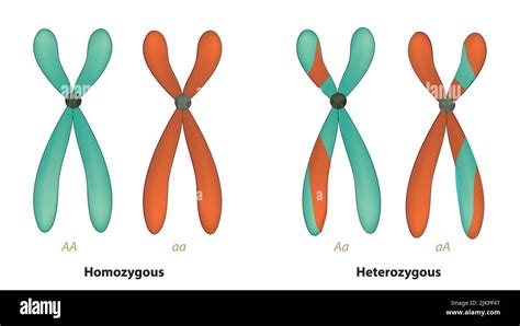 Paire de chromosomes Banque de photographies et d’images à haute ...