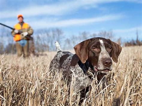 Calls for future Northern Ireland Assembly to ban hunting with dogs | Focusing on Wildlife