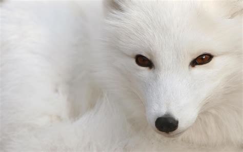 Download Animal Arctic Fox HD Wallpaper