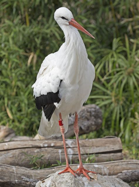 Pictures and information on White Stork