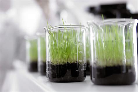 Science Experiment With Plants