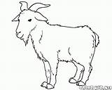Coloring page  Goat Grazing sketch template