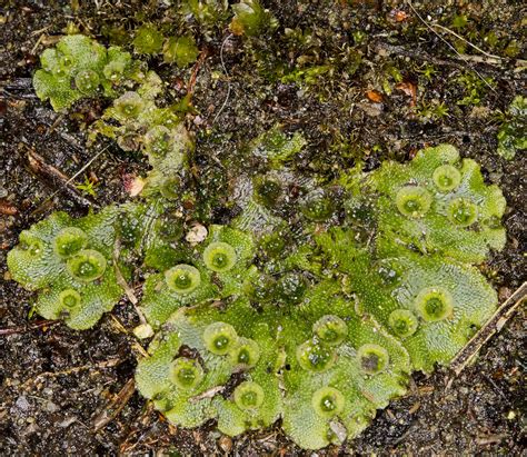 Mosses Again - And Liverworts | Naturally