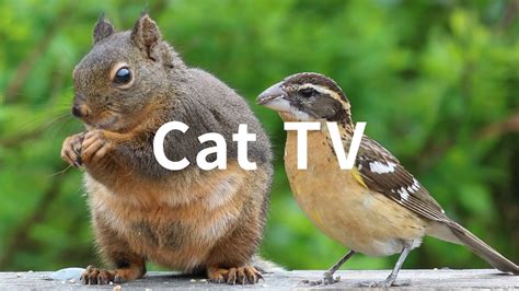 Cat TV: 6 Hours - Beautiful Birds, Squirrels, Nature sounds in Canadian ...