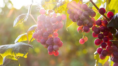 Red Grapes in Tree HD desktop wallpaper : Widescreen : High Definition ...