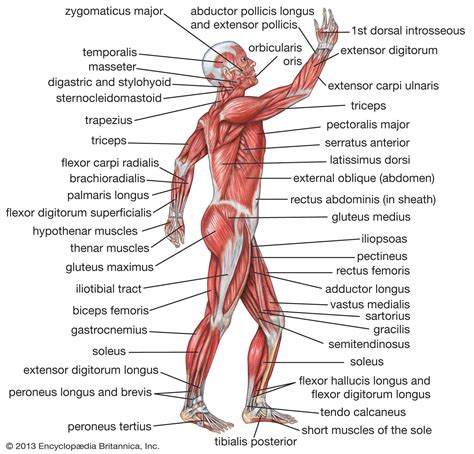 Where Are The Most Muscles In Your Body? Exploring The Anatomy