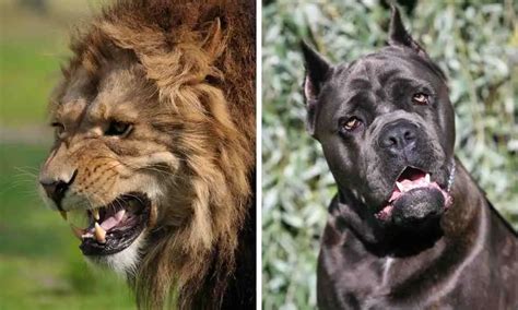 Pitbull Dog Vs Lion