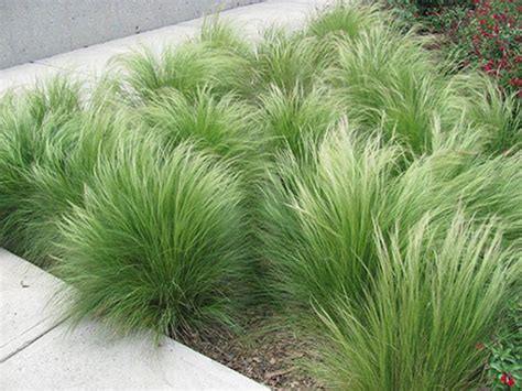 55 Best Ideas For Garden Plants With Low Maintenance 31 | Grasses ...