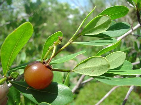 Nance fruit is a fruit tree native to Tropical America. The plant ...