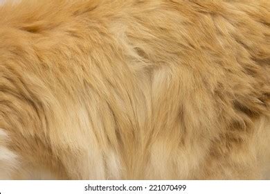 Lion Skin Pattern Images, Stock Photos & Vectors | Shutterstock