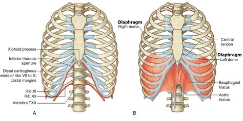 Diaphragm Muscle - Diaphragm Location - Function of the Diaphragm