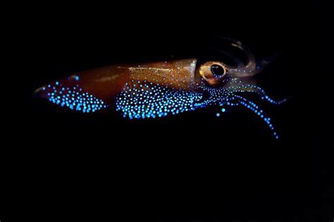 Top 10 Amazing Bioluminescent Organisms | Bioluminescent animals, Deep ...