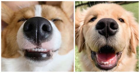 This Instagram Account Shares Photos of Dog Noses | POPSUGAR UK Pets