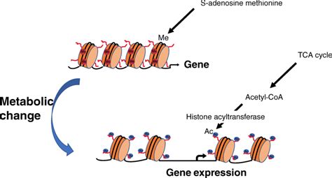 Schematic representation of chromatin structure. Heterochromatin region... | Download Scientific ...