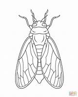 Cicada coloring Page  Free Printable Coloring Pages sketch template