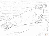 Walrus Coloring Adult Male Drawing Pages Cute Printable Supercoloring  sketch template