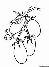 Tomato Coloring Pages Printable For Free Download sketch template