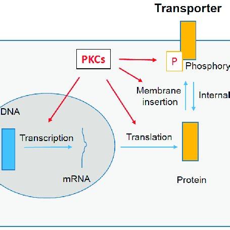 Classification of protein kinase C (PKC) isoforms. | Download Table