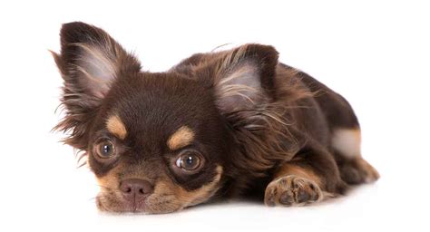 Corgi Chihuahua Mix – Is the Cohuahua Your Next Pet?