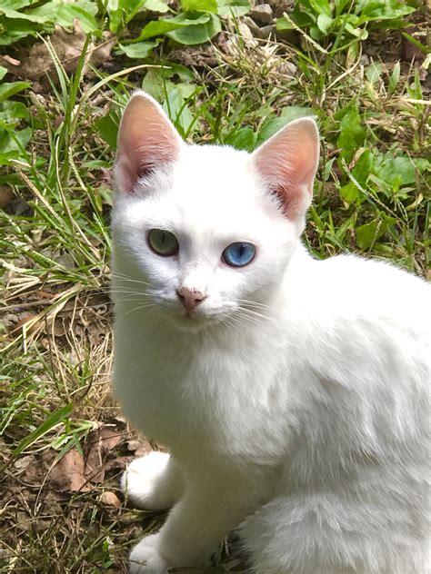 White Cats With Blue Eyes Are Usually Deaf | Care About Cats